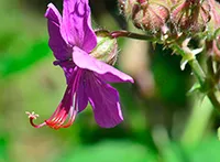 Zdravac (Geranium macrorrhizum) za smirivanje upale kože i sluzokože. Pomaže i kod nesanice.