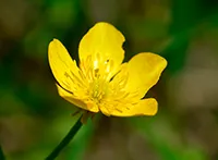 Ljutići (lat. Ranunculaceae) su velika porodica višegodišnjih i ređe jednogodišnjih biljaka iz klase dikotila. Ljutići su rasprostranjeni širom sveta, ali najbolje uspevaju na umerenom i hladnom pojasu severne polulopte.