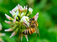 Bela detelina (lat. Trifolium repens) je samonikla višegodišnja zeljasta biljka iz porodice mahunarki (Fabaceae).