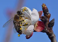 Kajsija (lat. Prunus armeniaca, tur. kayısı), takođe poznata po imenu „marelica“, je kontinentalna koštuničava voćka koja zajedno sa šljivama, bademima, breskvama, višnjama i trešnjama pripada rodu Prunus familije Rosaceae.