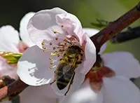 Kajsija (lat. Prunus armeniaca, tur. kayısı), takođe poznata po imenu „marelica“, je kontinentalna koštuničava voćka koja zajedno sa šljivama, bademima, breskvama, višnjama i trešnjama pripada rodu Prunus familije Rosaceae.