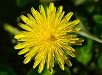 Maslačak (lat. Taraxacum) je rod biljaka iz porodice glavočika (Asteraceae). Maslačak obuhvata višegodišnje zeljaste biljke sa žutim cvetnim glavicama složenim iz velikog broja cevastih i jezičastih cvetova.