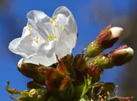 Trešnja (Prunus subg. Cerasus), ranije črešnja (od lat. cerasia) je listopadna drvenasta biljka iz potfamilije Prunoideae, čiji se istoimeni plodovi koriste u ljudskoj ishrani kao voće. Najčešće je visoka oko 20 m. 