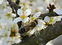 Trnjina (lat. Prunus spinosa) je vrsta šljive u narodu poznata i kao divlja šljiva ili crni trn. Ima je u Evropi, Zapadnoj Aziji i na severozapadu Afrike.