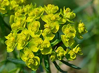 Mlečika (lat. Euphorbia) je rod dikotiledonih skrivenosemenica iz istoimene familije (Euphorbiaceae). Obuhvata oko 2160 vrsta, rasprostranjenih širom kopna Zemlje. Cvetovi su organizovani u cvast.