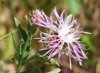 Različak (lat. Centaurea jacea) koji se ponegde u Srbiji naziva još i zečina ili vasiljak, je vrsta biljke iz porodice glavočika.