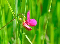 Grahorica (lat. Vicia, sin. Faba), veliki biljni rod najvažniji u porodici mahunarki sa preko 50 vrsta i podvrsta.