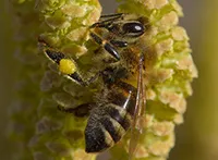 Leska ( obična leska, lat. Corylus avellana) razgranat je žbun ili manje drvo iz porodice Betulaceae ili Corylaceae. Plod leske je lešnik. Značajna je ekonomska, ali i dekorativna vrsta i ima široku upotrebu u pejzažnoj arhitekturi.