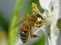 Jabuka (lat. Malus pumila syn. Malus domestica) vrsta je drvenaste biljke iz porodice Rosaceae, kao i ime njenog ploda (naučno ime ploda je pomum). Postoji preko 7.500 kultivara domaće jabuke.