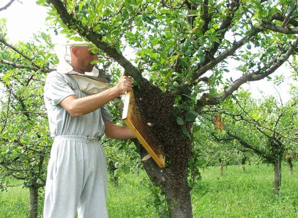 hvatanje roja