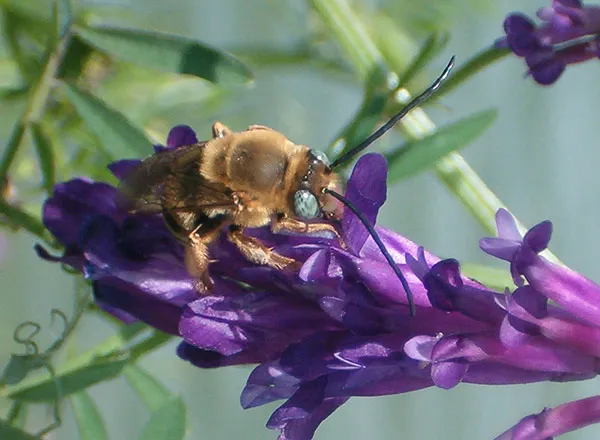 Divlja pčela
