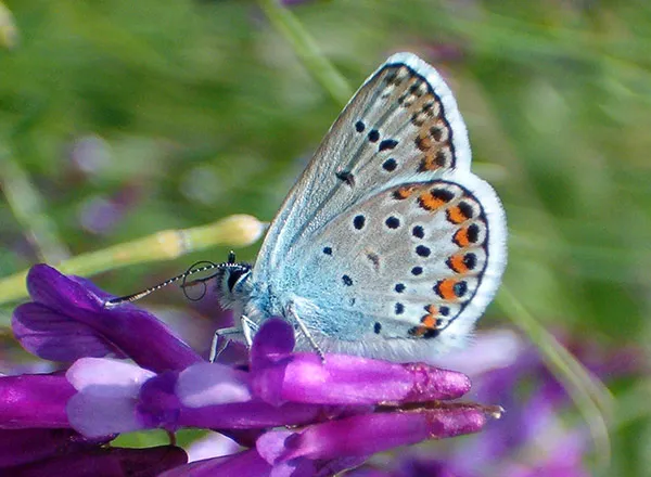 Stooki plavac - Plebejus argus 