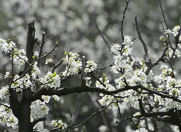 April je poranio