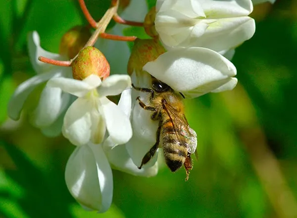 Atlas medonosnog bilja po mesecima