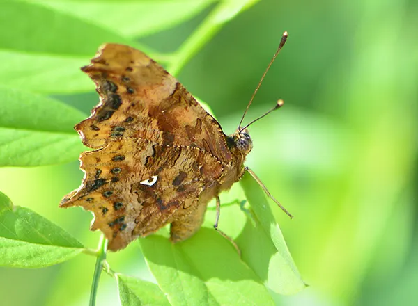 Leptir Belo ocilo