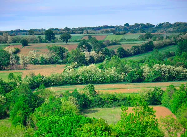 šumadijska pitoma brda