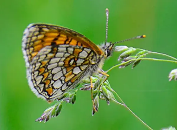 Crnonosi šarenac - atalija leptir