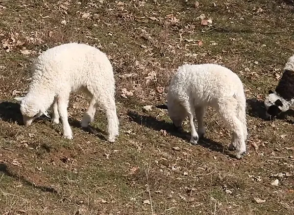 Februar je tu i jaganjci su na broju