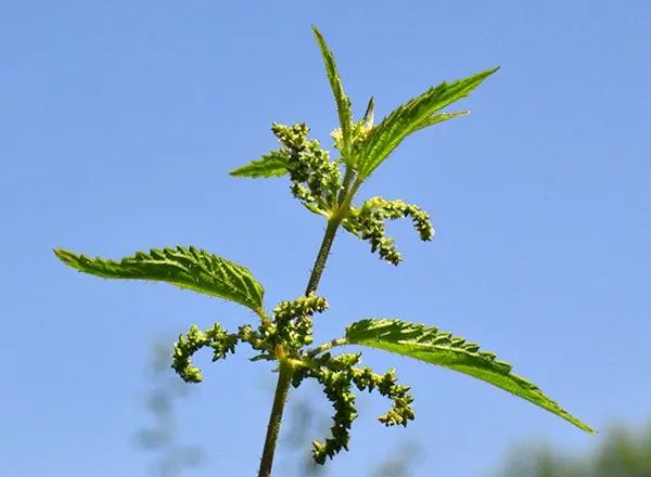 Kopriva - Urtica dioica 