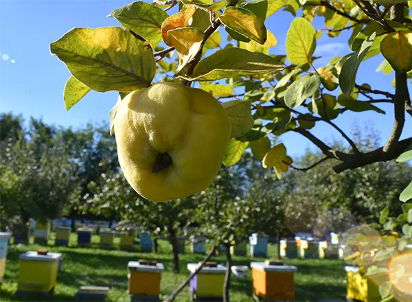 Lekovitost soka od dunje i meda