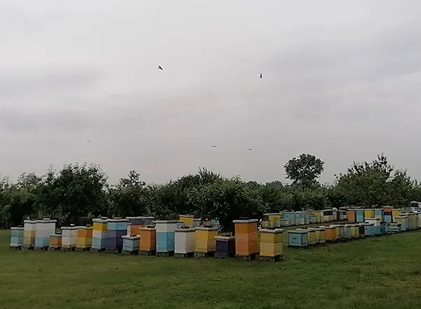 Pčelarice na pčelinjaku