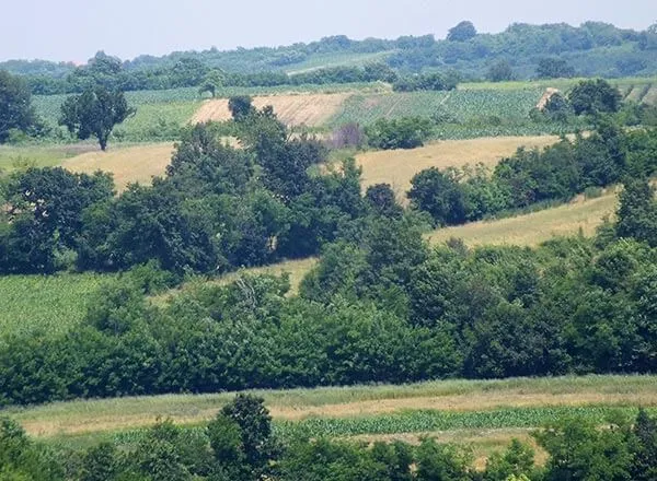 Lepa kao cvet - prirodni kozmetički recepti na bazi meda