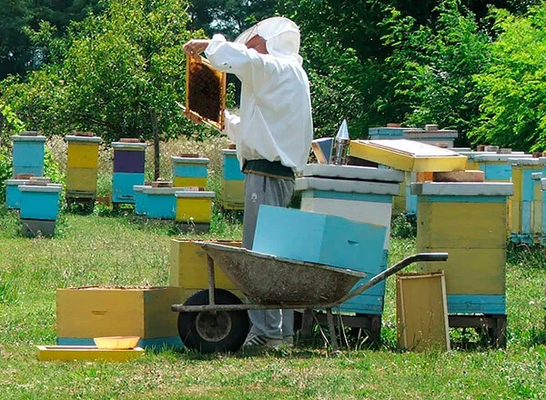 Pčelarski kalendar po mesecima