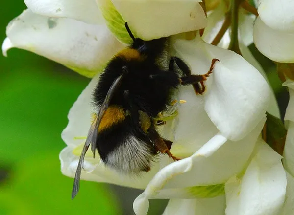 Drugi insekti kao oprasivaci