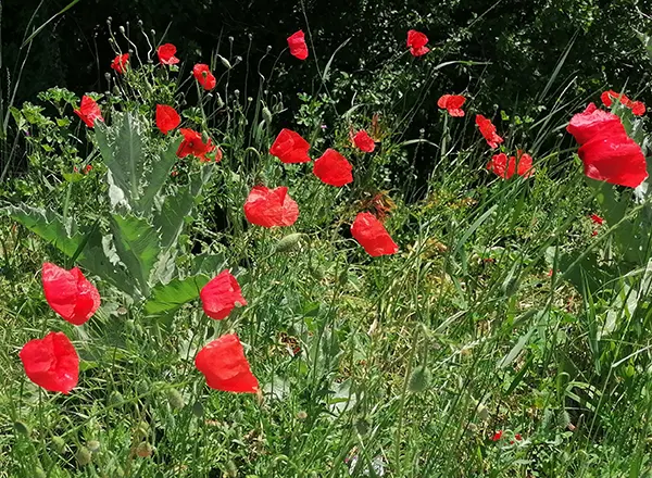 polje puno bulki