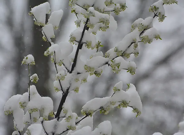 Sneg ostećuje pupoljke april 2023