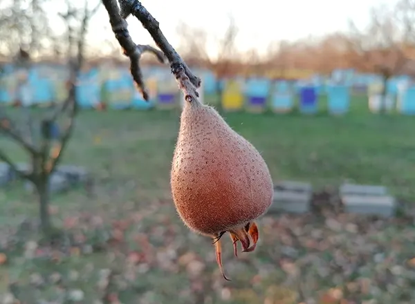 Lekovitost soka od musmule - sok od musmule kao hrana i lek