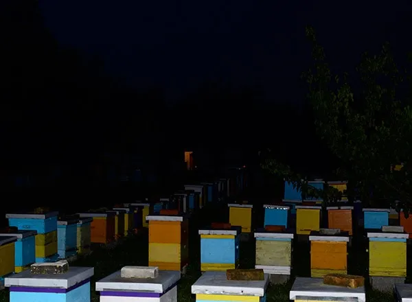 Pčelarski kalendar po mesecima