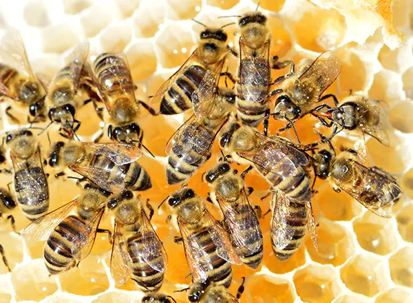 Pcele preradjuju nektar u med