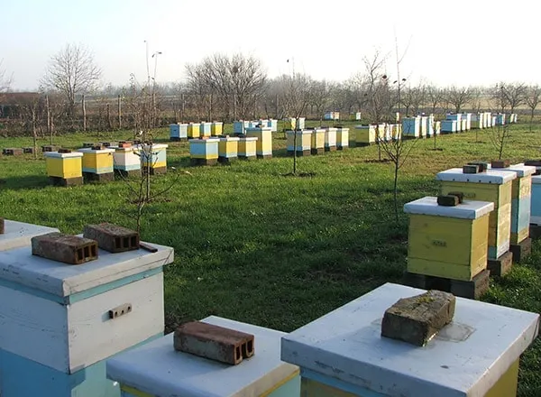 Decembar  - sumiranje pčelarske godine