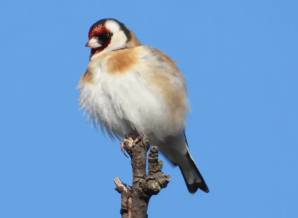 Štiglići - European goldfinch