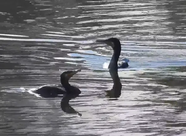 Kormoran nezna za zimu