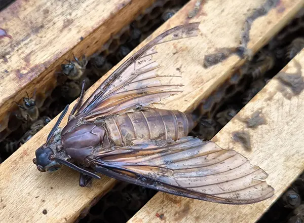 Leptir mrtvacka glava