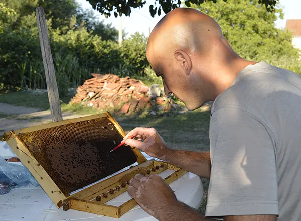  presadjivanje larvi uz pomoć kineske igle  
