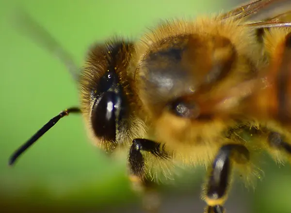 Pčela u krupnom planu