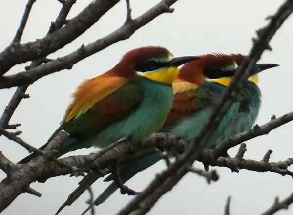 Pcelarica merops apiaster