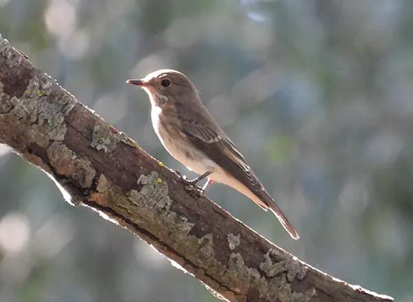 Siva Muharica