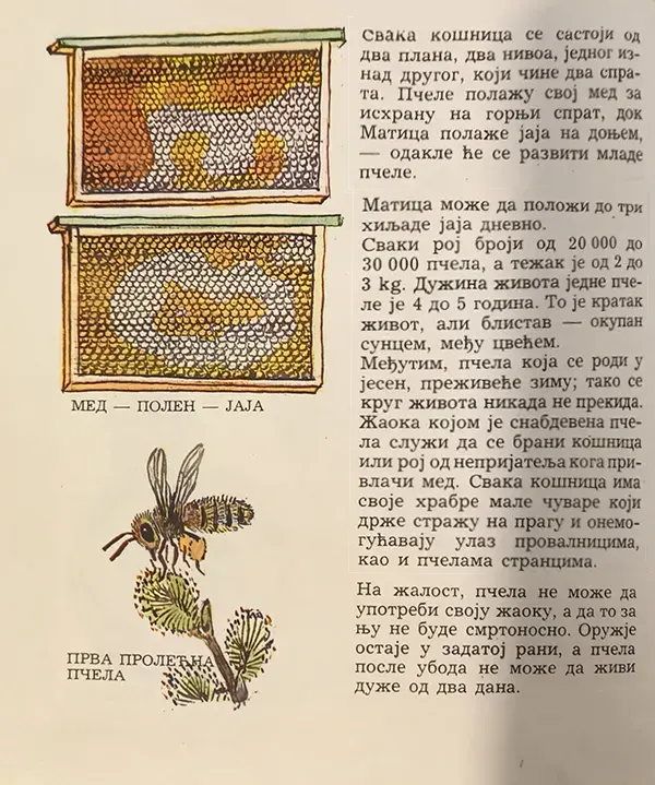 Slikovnica 1