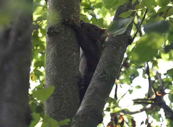 Veverica 