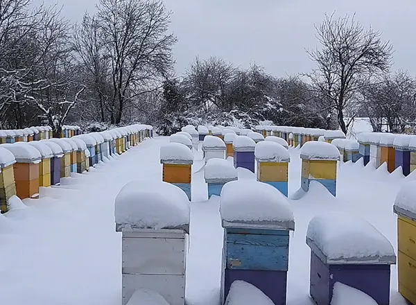 Zima na pčelinjaku  