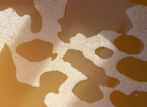 kljuk medovače - medovina 