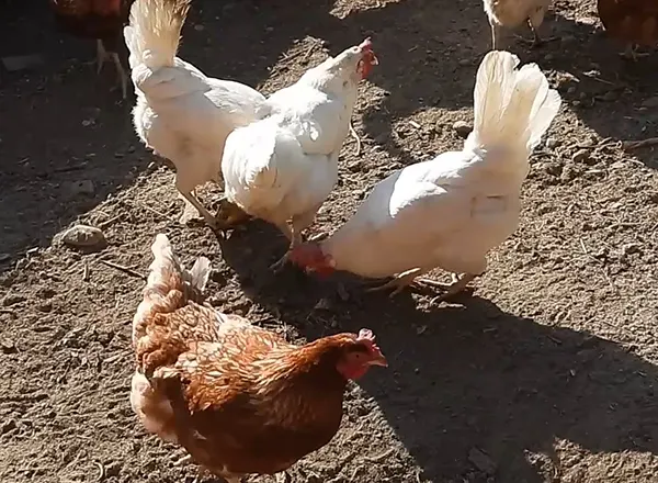 Kokoške