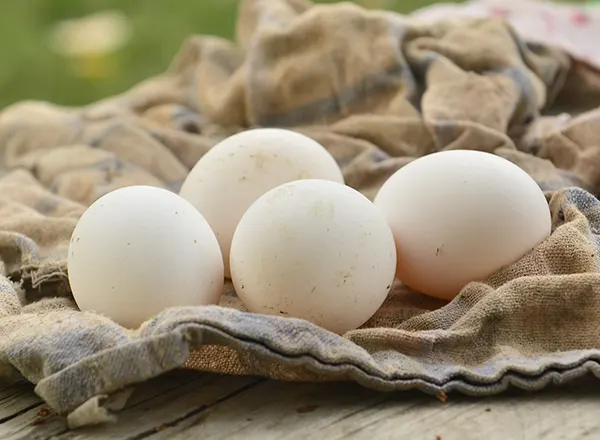  Kokošija jaja 