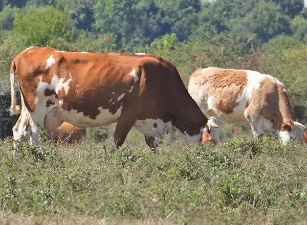 Krupna stoka