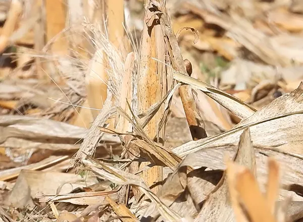 Obrana njiva kukuruza