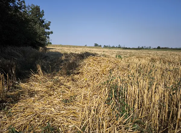  Požnjeveno polje 